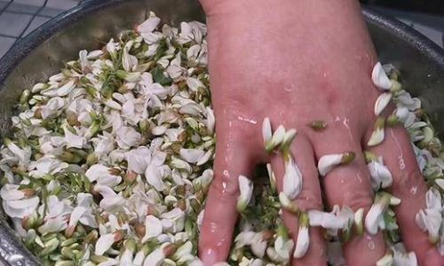 From Freezer to Table:Creative and Delicious Ways to Enjoy Blanched and Frozen Acacia Flowers
