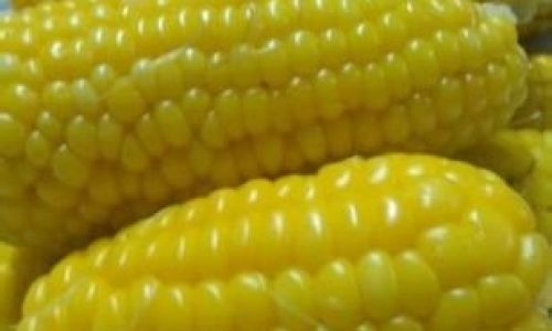 How Long Does Corn Last at Room Temperature?Storage Tips and Shelf Life Guide
