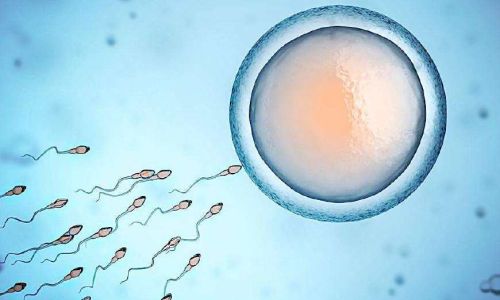 How Long Can Brine Shrimp Eggs Last at Room Temperature?A Comprehensive Guide