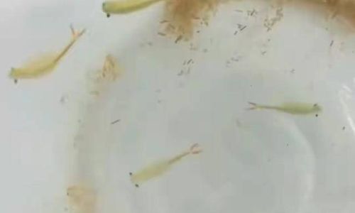 How Long Can Brine Shrimp Eggs Last at Room Temperature?A Comprehensive Guide