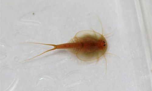 How Long Can Brine Shrimp Eggs Last at Room Temperature?A Comprehensive Guide