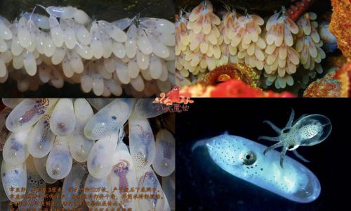How Long Can Brine Shrimp Eggs Last at Room Temperature?A Comprehensive Guide