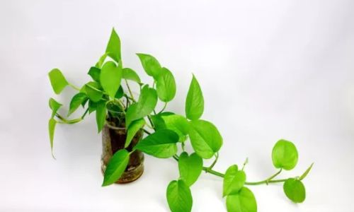 Exploring the World of Common Foliage Plants:A Comprehensive Guide to Indoor and Outdoor Greenery