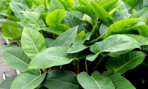 Exploring the World of Common Foliage Plants:A Comprehensive Guide to Indoor and Outdoor Greenery