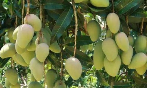 Exploring the World of Mangoes:A Comprehensive Guide to Common Mango Varieties