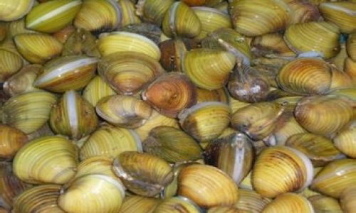A Comprehensive Guide to the Most Common Types of Seafood Consumed Worldwide
