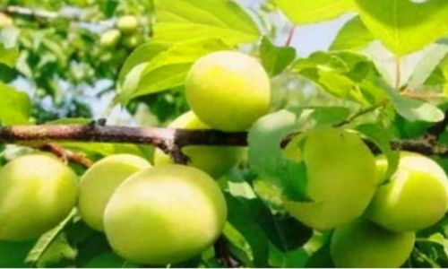 The Remarkable Health Benefits of Regularly Consuming Green Plums Prunus mume)
