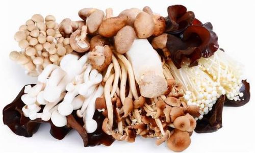 The Health Benefits and Cultural Significance of Regularly Consuming Mushroom-Based Foods