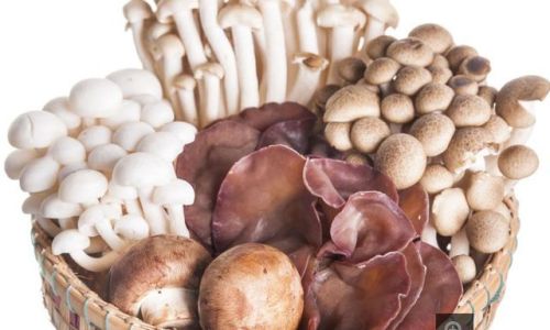 The Health Benefits and Cultural Significance of Regularly Consuming Mushroom-Based Foods