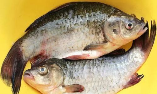 Mastering the Art of Cooking Pomfret Fish:Delicious Recipes and Expert Tips