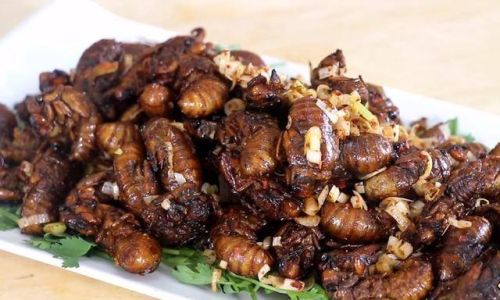 Which Cicada Preparation Reigns Supreme:A Culinary Exploration of Edible Insects