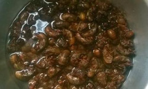 Which Cicada Preparation Reigns Supreme:A Culinary Exploration of Edible Insects
