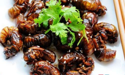 Which Cicada Preparation Reigns Supreme:A Culinary Exploration of Edible Insects