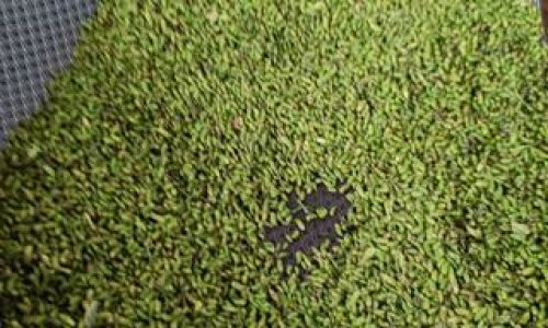 The Art and Science of Tea Processing:A Comprehensive Guide to Pan-Frying Green Tea