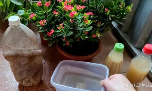 Can You Water Plants with Tea?Unraveling the Myths and Facts of Using Tea Water for Gardening