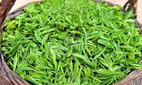 Key Considerations in the Growth Process of Tea Plants:From Cultivation to Harvest