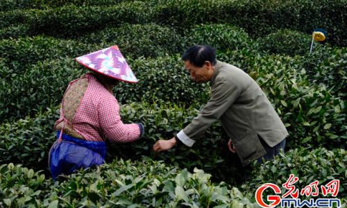 The Art and Science of Tea Harvesting:A Comprehensive Guide to Plucking the Perfect Leaf