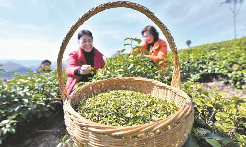 The Art and Science of Tea Harvesting:A Comprehensive Guide to Plucking the Perfect Leaf