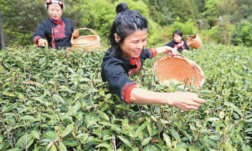 The Art and Science of Tea Harvesting:A Comprehensive Guide to Plucking the Perfect Leaf