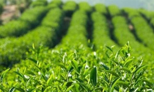 Can Tea Actually Be Refrigerated?Unveiling the Truth Behind Chilling Your Favorite Brew