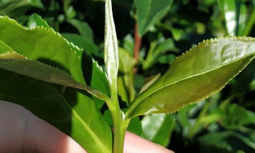 Identifying Mold on Tea Leaves:A Comprehensive Guide to Detection,Health Risks,and Prevention