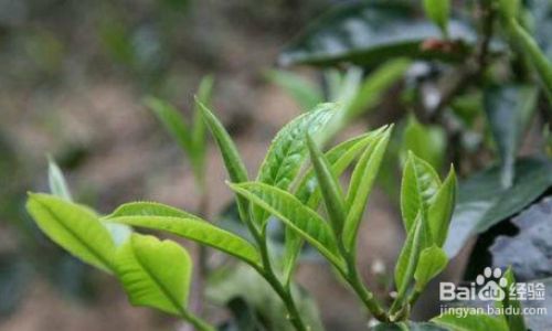 The Essential Guide to Storing Tea Leaves:Maximizing Flavor and Longevity