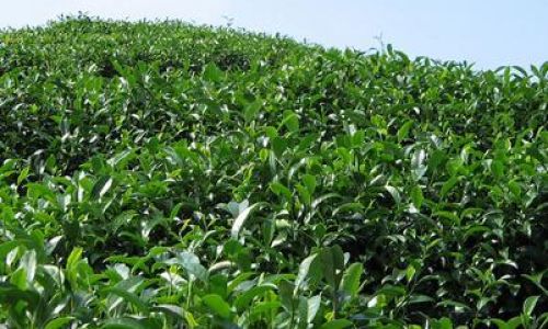The Global Tapestry of Tea:Exploring the Worlds Most Renowned Tea-Producing Regions