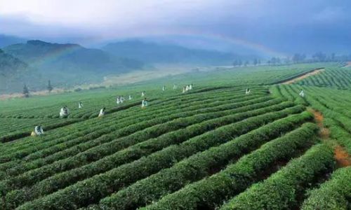 The Global Tapestry of Tea:Exploring the Worlds Most Renowned Tea-Producing Regions