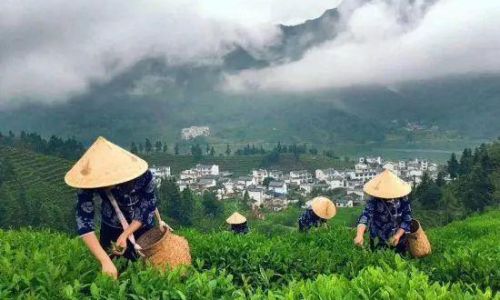 The Global Tapestry of Tea:Exploring the Worlds Most Renowned Tea-Producing Regions