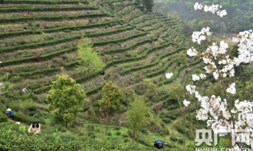 The Global Tapestry of Tea:Exploring the Worlds Most Renowned Tea-Producing Regions