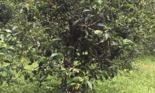 The Enigmatic Allure of Ancient Tea Trees:Unraveling the Unique Characteristics of Cha Wang Shu