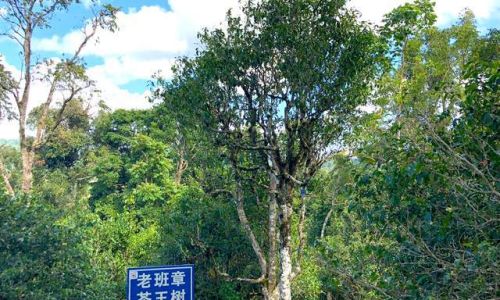 The Enigmatic Allure of Ancient Tea Trees:Unraveling the Unique Characteristics of Cha Wang Shu
