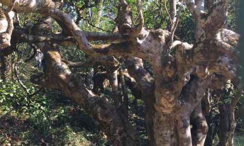 The Enigmatic Allure of Ancient Tea Trees:Unraveling the Unique Characteristics of Cha Wang Shu