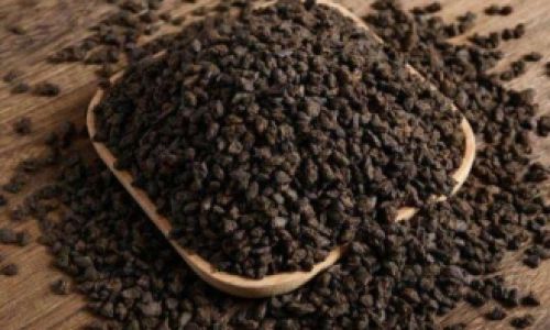 The Distinction Between Tea Fossil and Tea Head:A Comprehensive Guide to Aged Pu-erh Varieties