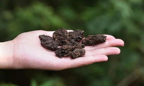 The Distinction Between Tea Fossil and Tea Head:A Comprehensive Guide to Aged Pu-erh Varieties