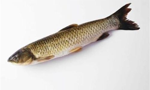 Mastering the Art of Slicing Grass Carp:A Comprehensive Guide to Precision and Technique