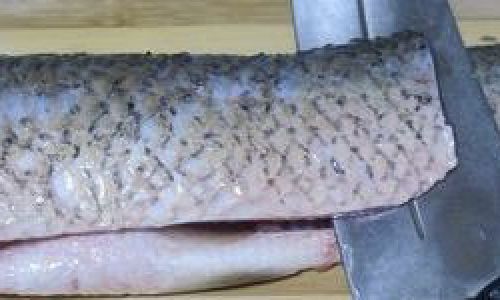 Mastering the Art of Slicing Grass Carp:A Comprehensive Guide to Precision and Technique