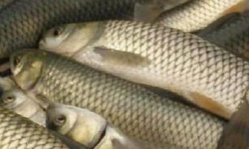 Mastering the Art of Cooking Grass Carp:A Comprehensive Guide to Delicious and Healthy Recipes