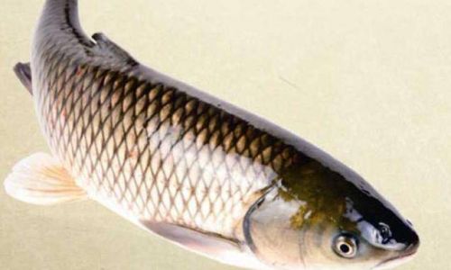 Creative and Delicious Ways to Prepare Grass Carp:A Culinary Guide