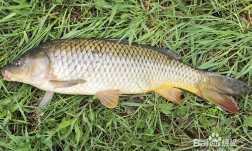 Creative and Delicious Ways to Prepare Grass Carp:A Culinary Guide