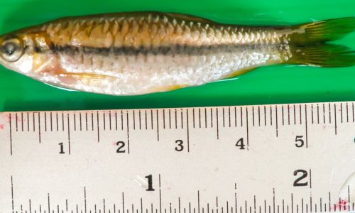 Mastering the Art of Stewing Grass Carp:Determining the Optimal Cooking Duration