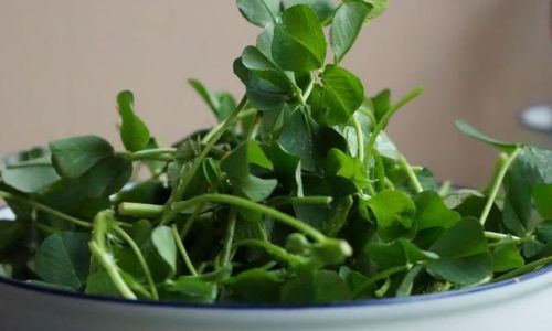 Mastering the Art of Cooking Grass Head:Delicious Recipes and Techniques for a Versatile Green