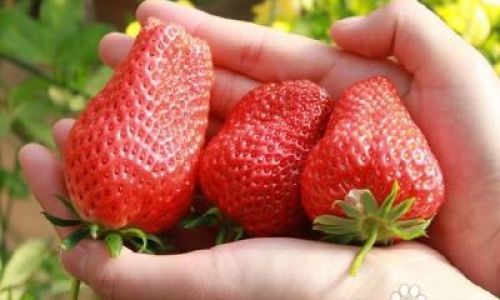 The Ultimate Guide to Preserving Strawberries:Tips and Tricks for Long-Lasting Freshness