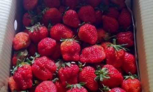 The Ultimate Guide to Preserving Strawberries:Tips and Tricks for Long-Lasting Freshness