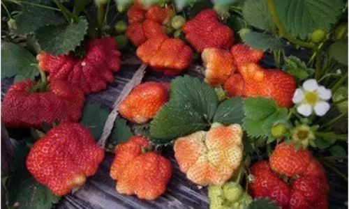 The Great Strawberry Dilemma:To Wash or Not to Wash Before Storage?