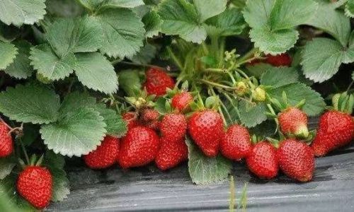 The Great Strawberry Dilemma:To Wash or Not to Wash Before Storage?