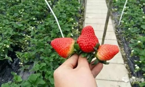 How to Determine When Strawberries Are Perfectly Ripe:A Comprehensive Guide