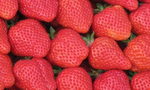 How to Determine When Strawberries Are Perfectly Ripe:A Comprehensive Guide