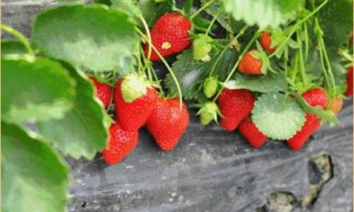 How to Determine When Strawberries Are Perfectly Ripe:A Comprehensive Guide