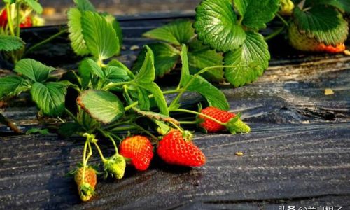 How to Determine When Strawberries Are Perfectly Ripe:A Comprehensive Guide